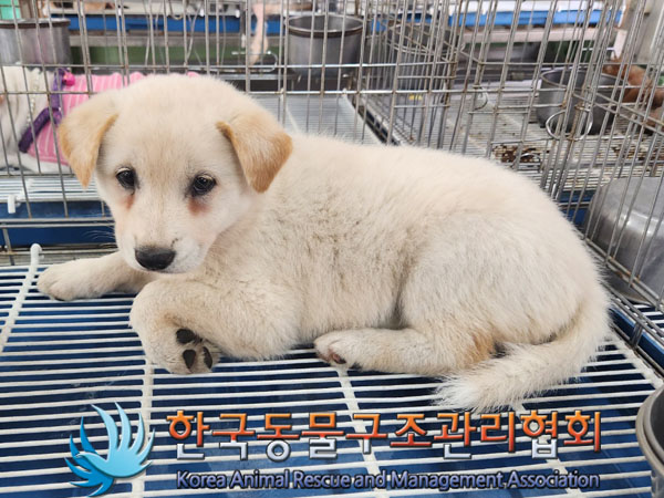 한국동물구조관리협회_411306202300427